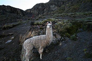 Lares to Machu Picchu
