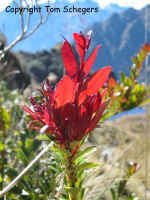 Inca Trail to Machu Picchu